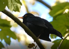 Turdus merula