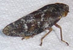 Aphrophora