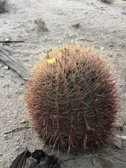 Ferocactus cylindraceus