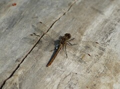 Sympetrum pallipes