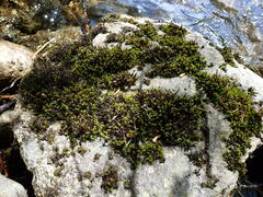 Racomitrium aciculare