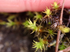 Racomitrium aciculare