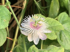 Passiflora vesicaria