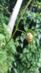 Aspidimorpha miliaris