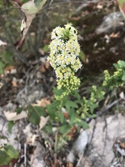 Solidago bicolor