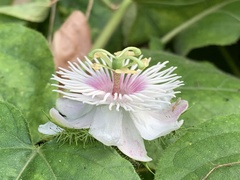 Passiflora vesicaria