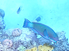 Chlorurus microrhinos