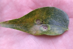 Pachypsylla celtidisvesicula