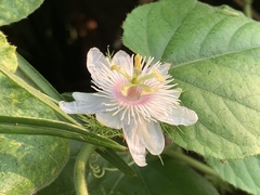 Passiflora vesicaria