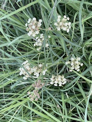 Asclepias verticillata