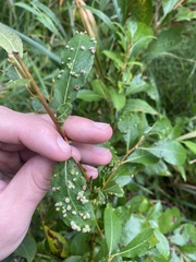 Aculus