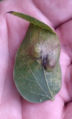 Pachypsylla celtidisvesicula