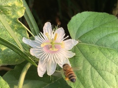Passiflora vesicaria