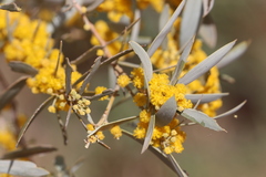 Acacia georginae