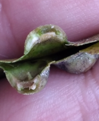 Pachypsylla celtidisvesicula