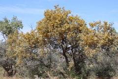 Acacia georginae