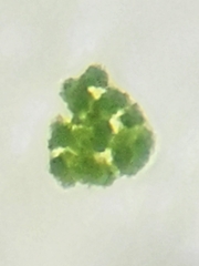 Desmidiaceae