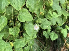 Passiflora vesicaria