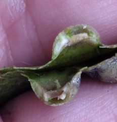 Pachypsylla celtidisvesicula