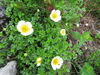 Aleutian Avens - Photo (c) belvedere04, some rights reserved (CC BY), uploaded by belvedere04
