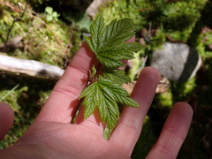 Acer glabrum