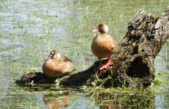 Amazonetta brasiliensis