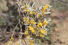 Acacia georginae