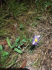 Aster amellus
