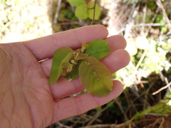 Blaesodiplosis