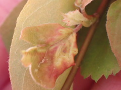 Blaesodiplosis