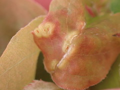 Blaesodiplosis