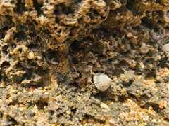 Cenchritis muricatus