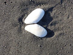 Megangulus bodegensis