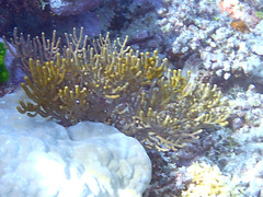 Isis hippuris
