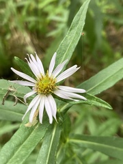 Symphyotrichinae