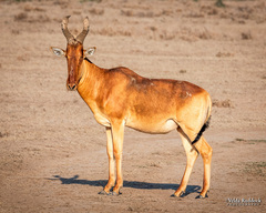Alcelaphus buselaphus