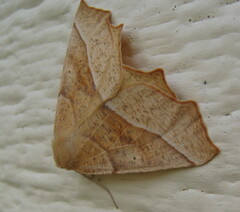 Tetracis jubararia