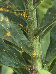 Coleosporium solidaginis