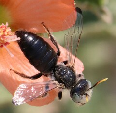 Calliopsis subalpina