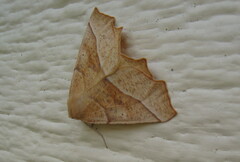 Tetracis jubararia