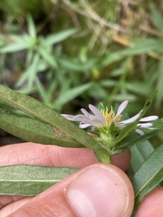 Symphyotrichinae