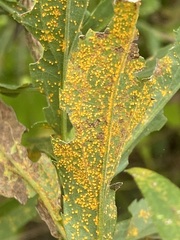 Coleosporium solidaginis