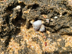 Cenchritis muricatus