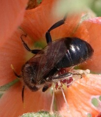Calliopsis subalpina