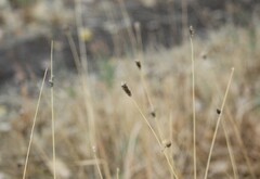Bouteloua gracilis