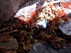 Ptychostomum