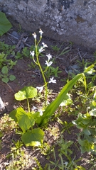 Tecophilaea violiflora