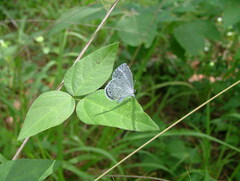 Celastrina neglecta