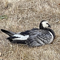Branta leucopsis