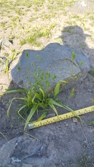 Tecophilaea violiflora